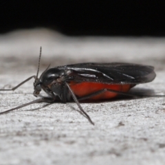 Sciaridae sp. (family) at Acton, ACT - 5 Oct 2022 11:56 AM