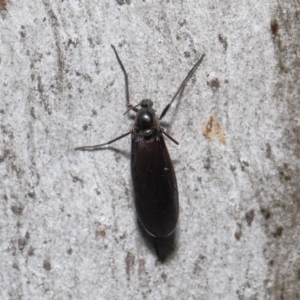 Sciaridae sp. (family) at Acton, ACT - 5 Oct 2022