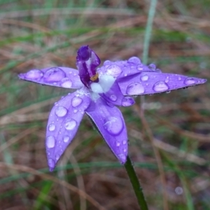 Glossodia major at Stromlo, ACT - 7 Oct 2022