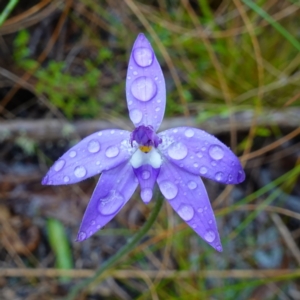 Glossodia major at Stromlo, ACT - 7 Oct 2022