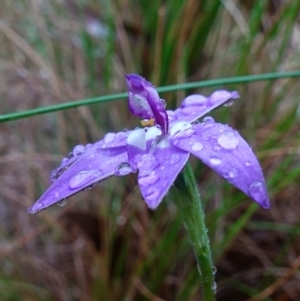 Glossodia major at Stromlo, ACT - 7 Oct 2022