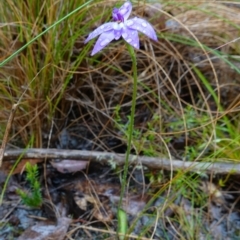 Glossodia major at Stromlo, ACT - 7 Oct 2022