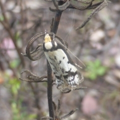 Philobota lysizona (A concealer moth) at Wanniassa Hill - 6 Oct 2022 by Mike
