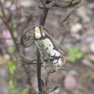 Philobota lysizona at Jerrabomberra, ACT - 6 Oct 2022