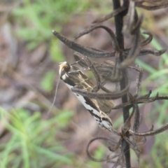 Philobota lysizona at Jerrabomberra, ACT - 6 Oct 2022 03:52 PM