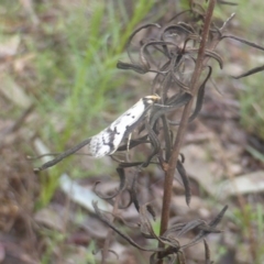 Philobota lysizona at Jerrabomberra, ACT - 6 Oct 2022