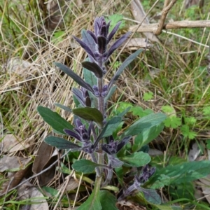 Ajuga australis at Stromlo, ACT - 3 Oct 2022 04:16 PM