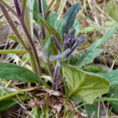 Ajuga australis at Stromlo, ACT - 3 Oct 2022 04:16 PM