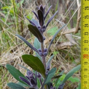 Ajuga australis at Stromlo, ACT - 3 Oct 2022 04:16 PM