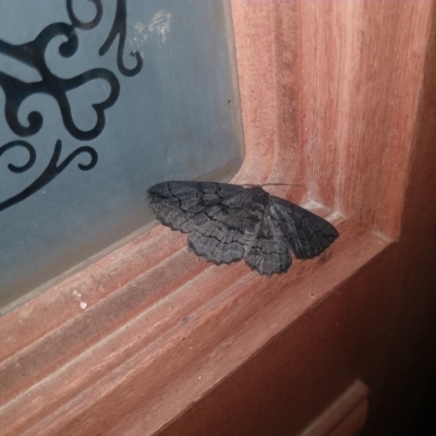 Melanodes anthracitaria (Black Geometrid) at Greenleigh, NSW - 6 Oct 2022 by LyndalT