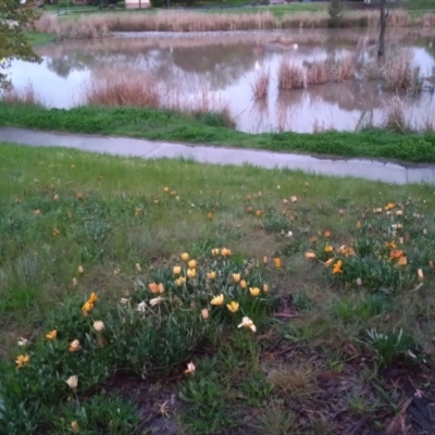 Gazania sp. (A Gazania) at Point Hut Pond - 7 Oct 2022 by michaelb