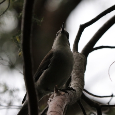 Colluricincla harmonica (Grey Shrikethrush) at South Bruny, TAS - 21 Sep 2022 by Rixon