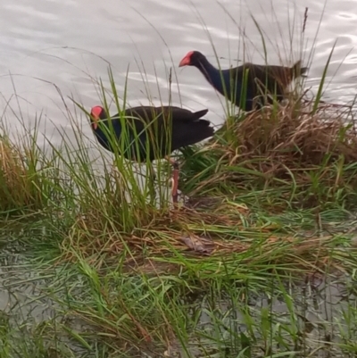 Porphyrio melanotus (Australasian Swamphen) at Point Hut Pond - 7 Oct 2022 by michaelb