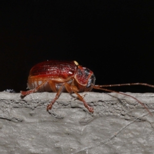 Cadmus (Cadmus) aurantiacus at Acton, ACT - 5 Oct 2022 11:12 AM