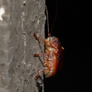 Cadmus (Cadmus) aurantiacus at Acton, ACT - 5 Oct 2022