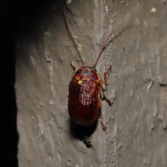 Cadmus (Cadmus) aurantiacus at Acton, ACT - 5 Oct 2022