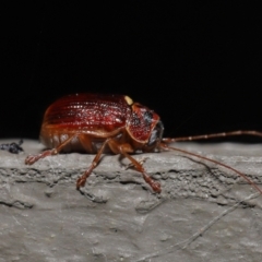 Cadmus (Cadmus) aurantiacus at Acton, ACT - 5 Oct 2022