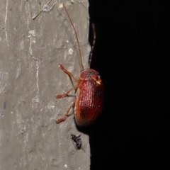 Cadmus (Cadmus) aurantiacus at Acton, ACT - 5 Oct 2022