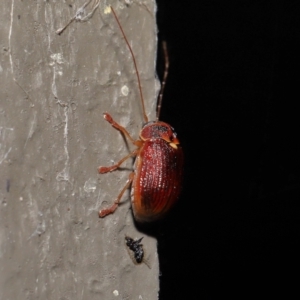 Cadmus (Cadmus) aurantiacus at Acton, ACT - 5 Oct 2022