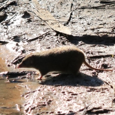 Antechinus mimetes mimetes (Dusky Antechinus) at South Bruny, TAS - 22 Sep 2022 by Rixon