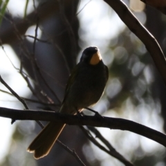 Nesoptilotis flavicollis (Yellow-throated Honeyeater) at South Bruny, TAS - 22 Sep 2022 by Rixon