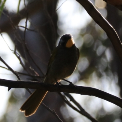 Nesoptilotis flavicollis (Yellow-throated Honeyeater) at South Bruny, TAS - 22 Sep 2022 by Rixon