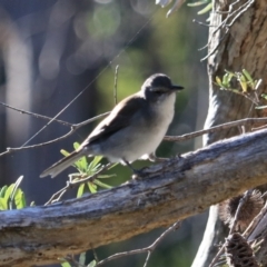 Colluricincla harmonica (Grey Shrikethrush) at South Bruny, TAS - 22 Sep 2022 by Rixon