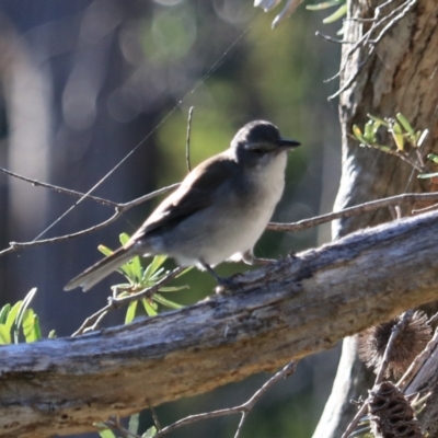 Colluricincla harmonica (Grey Shrikethrush) at South Bruny, TAS - 22 Sep 2022 by Rixon