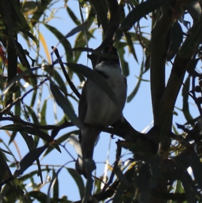 Melithreptus affinis (Black-headed Honeyeater) at North Bruny, TAS - 22 Sep 2022 by Rixon