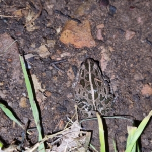 Limnodynastes tasmaniensis at Bungendore, NSW - 7 Oct 2022