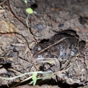 Limnodynastes tasmaniensis at Bungendore, NSW - 7 Oct 2022