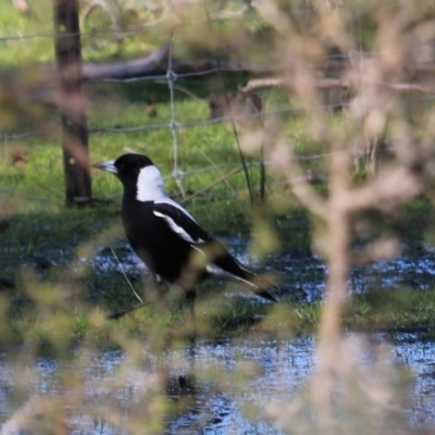 Gymnorhina tibicen (Australian Magpie) at Great Bay, TAS - 22 Sep 2022 by Rixon