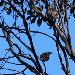 Anthochaera paradoxa (Yellow Wattlebird) at Great Bay, TAS - 22 Sep 2022 by Rixon