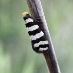 Iphierga sp. (genus) (A case moth) at Mount Majura - 2 Oct 2022 by SteveBorkowskis