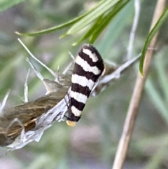 Iphierga sp. (genus) at Watson, ACT - 2 Oct 2022 06:05 PM