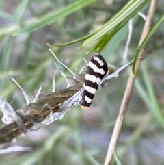 Iphierga sp. (genus) at Watson, ACT - 2 Oct 2022