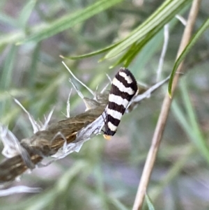 Iphierga sp. (genus) at Watson, ACT - 2 Oct 2022 06:05 PM