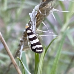 Iphierga sp. (genus) at Watson, ACT - 2 Oct 2022