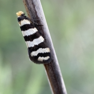 Iphierga sp. (genus) at Watson, ACT - 2 Oct 2022