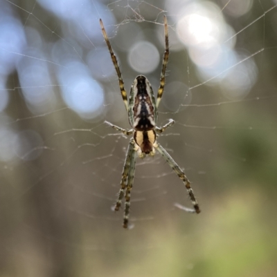 Plebs bradleyi (Enamelled spider) at Watson, ACT - 2 Oct 2022 by Steve_Bok