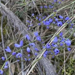 Comesperma volubile (Love Creeper) at Watson, ACT - 2 Oct 2022 by Steve_Bok