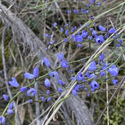 Comesperma volubile (Love Creeper) at Watson, ACT - 2 Oct 2022 by Steve_Bok