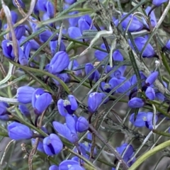 Comesperma volubile at Watson, ACT - 2 Oct 2022