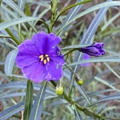 Solanum linearifolium at Watson, ACT - 2 Oct 2022 05:42 PM