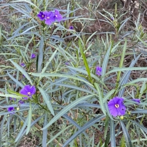 Solanum linearifolium at Watson, ACT - 2 Oct 2022 05:42 PM