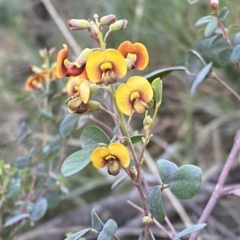 Goodia lotifolia (Golden Tip) at Watson, ACT - 2 Oct 2022 by SteveBorkowskis