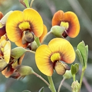 Goodia lotifolia at Watson, ACT - 2 Oct 2022