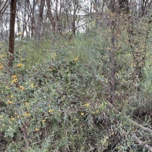 Goodia lotifolia at Watson, ACT - 2 Oct 2022