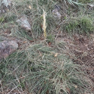 Austrostipa densiflora at Watson, ACT - 2 Oct 2022