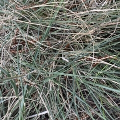 Austrostipa densiflora at Watson, ACT - 2 Oct 2022 06:10 PM